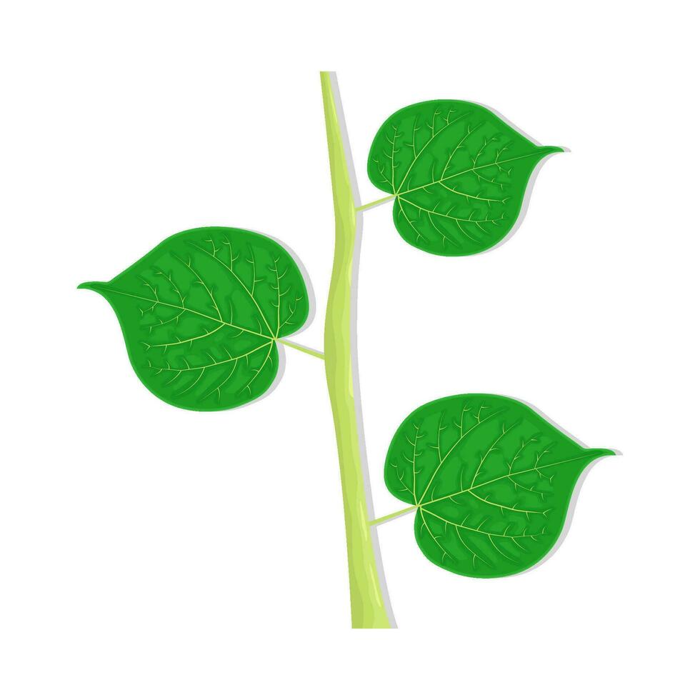 hoja planta verde ilustración vector