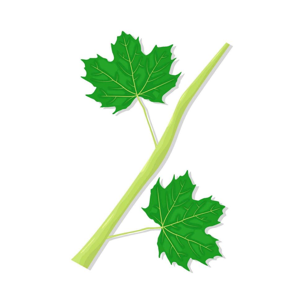 leaf green plant illustration vector