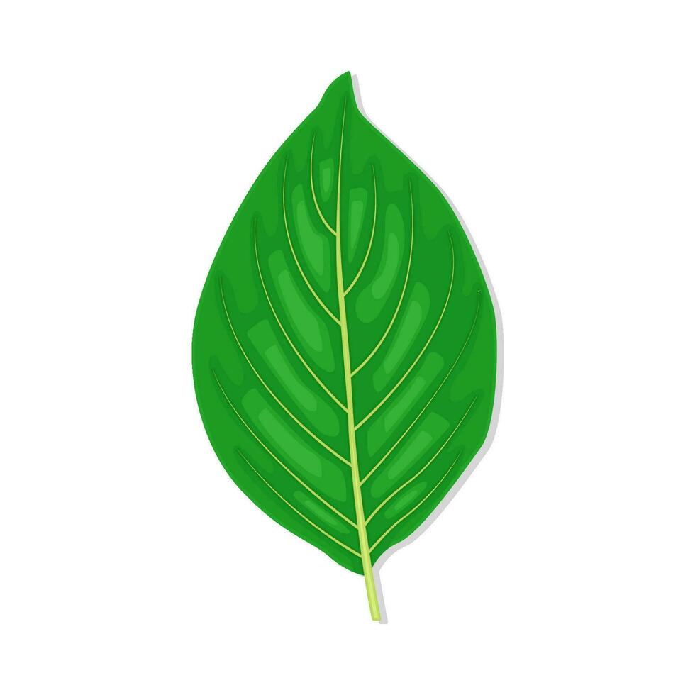 leaf green illustration vector