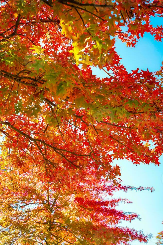 colorful maple leaf on the sky photo