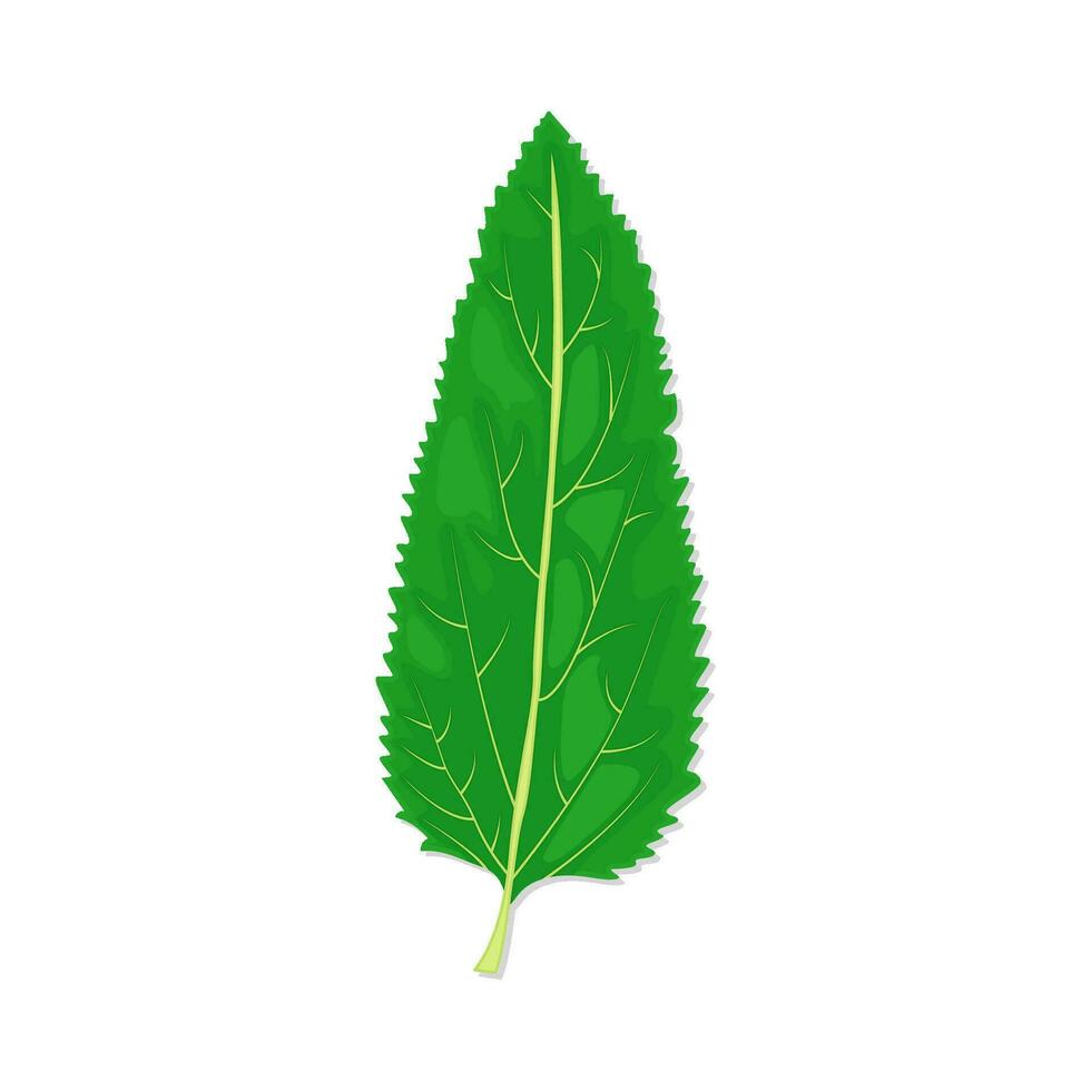 leaf green illustration vector