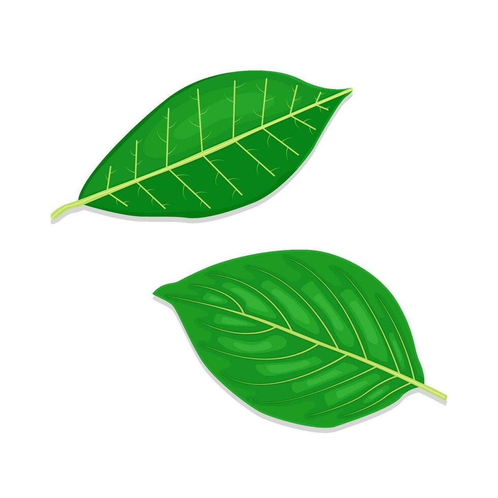 hoja verde ilustración vector