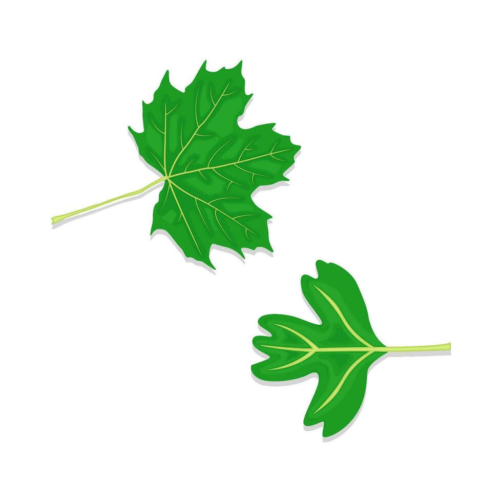 leaf green illustration vector