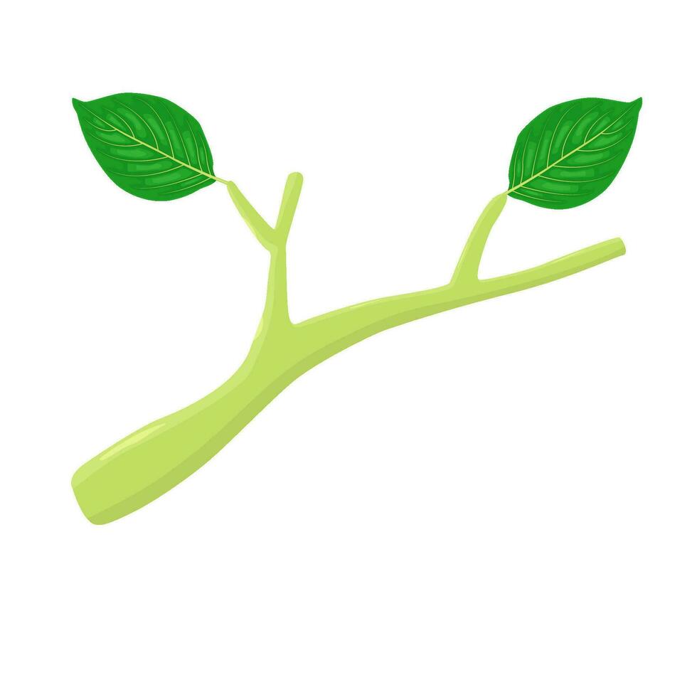 leaf green plant illustration vector