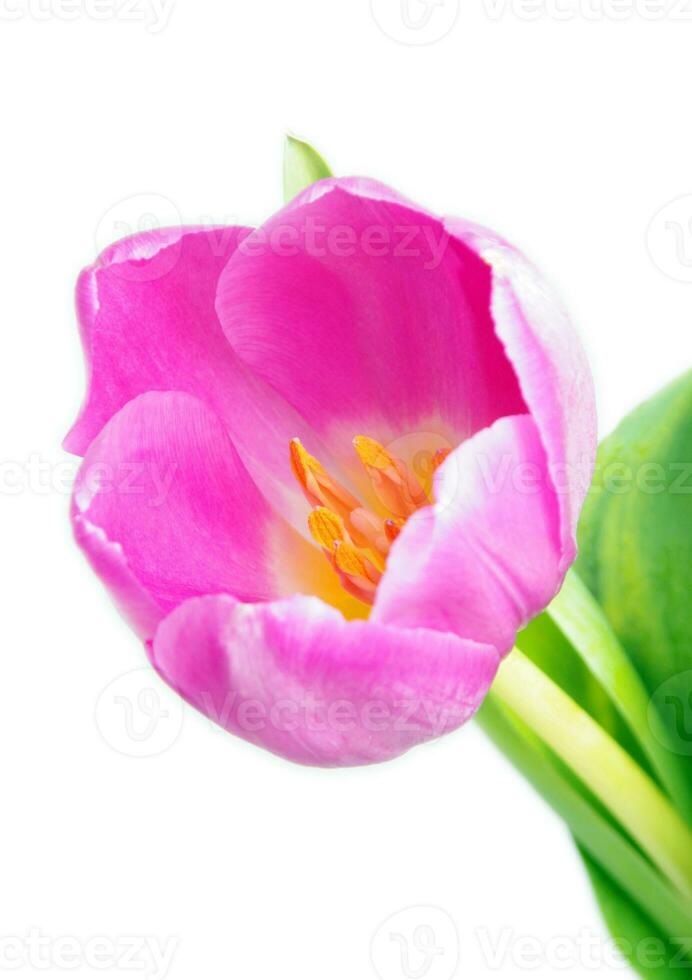 pink tulip flowers photo