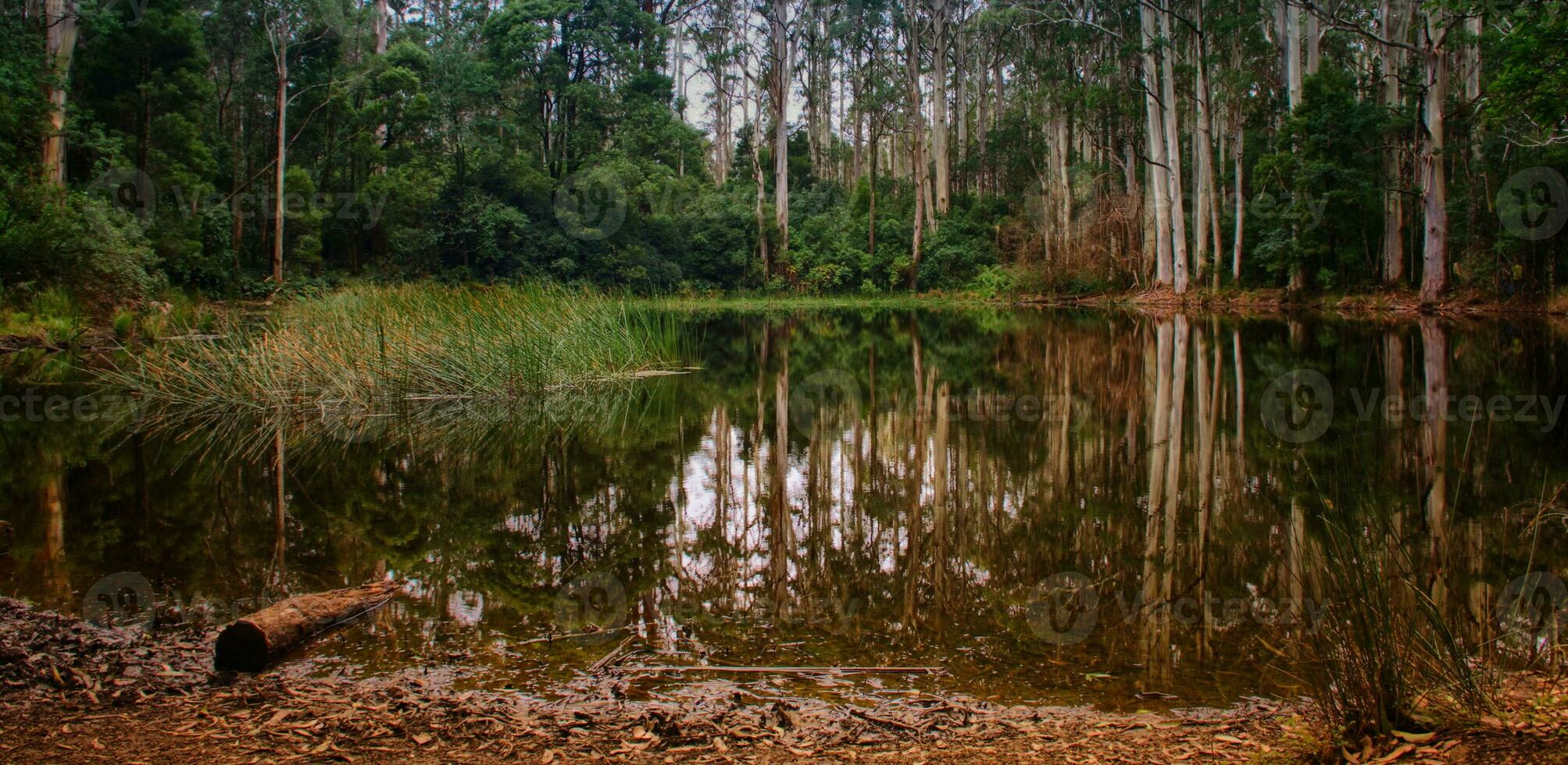 forest pond closeup photo