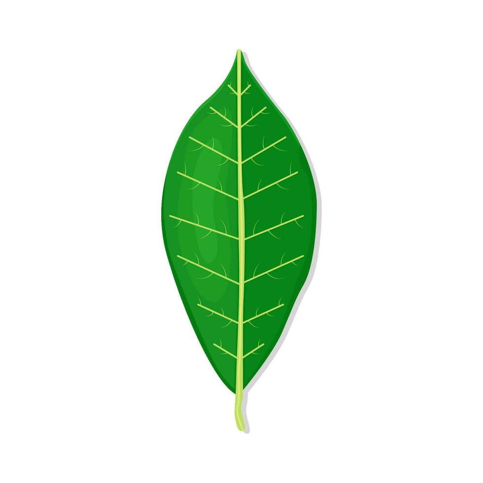 mango leaf illustration vector
