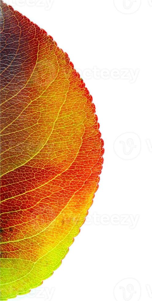 autumn leaf closeup photo