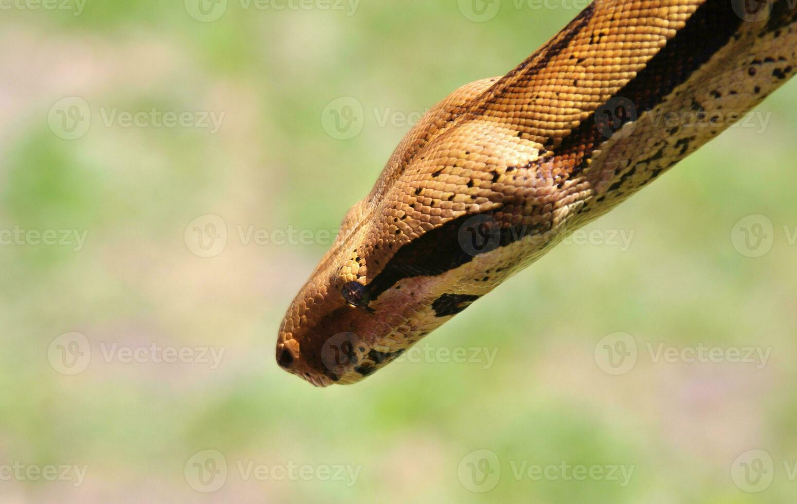 python portrait closeup photo