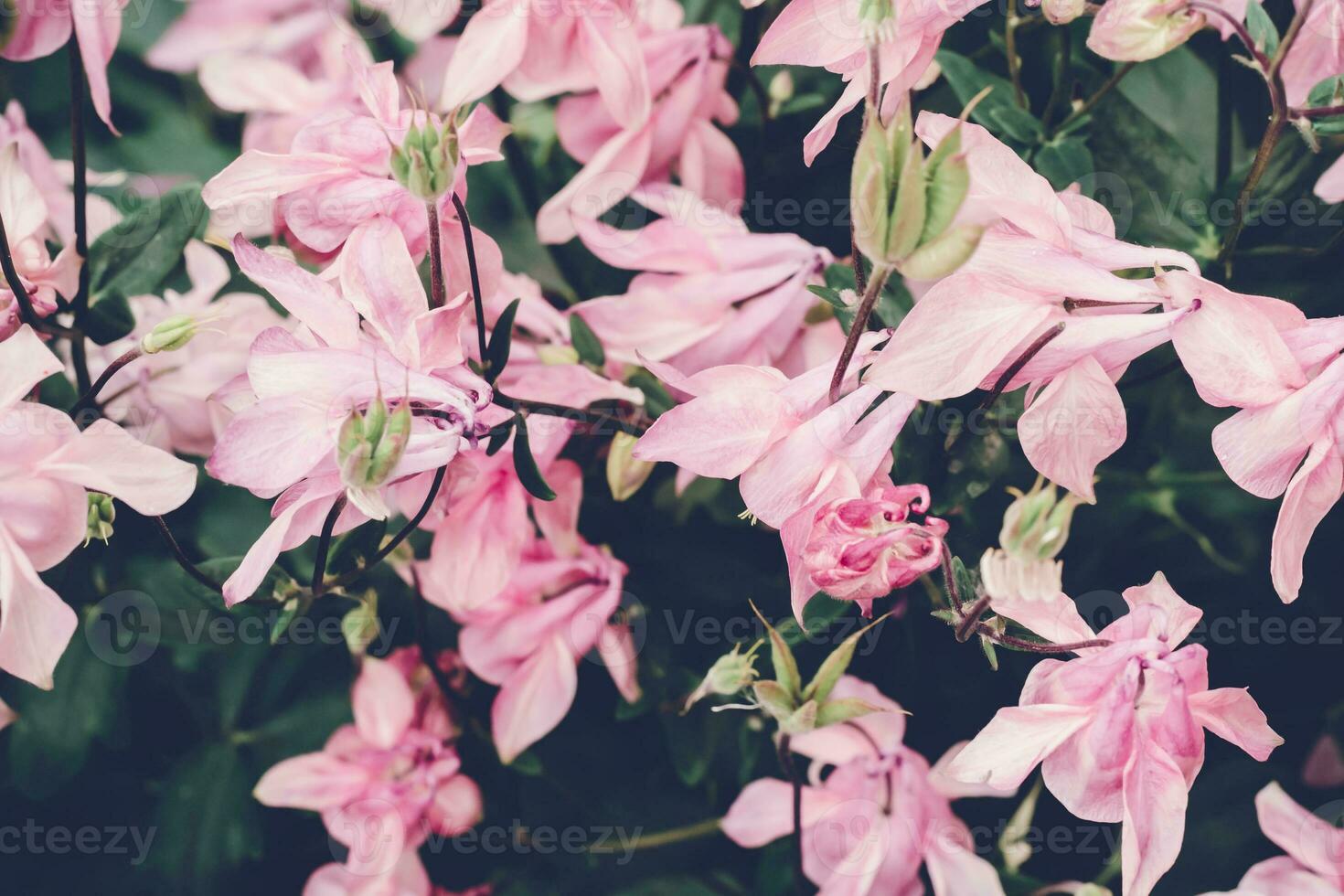 Beautiful Blooming pink aquilegia flowers. Beautiful nature scene. Moody bold colors photo