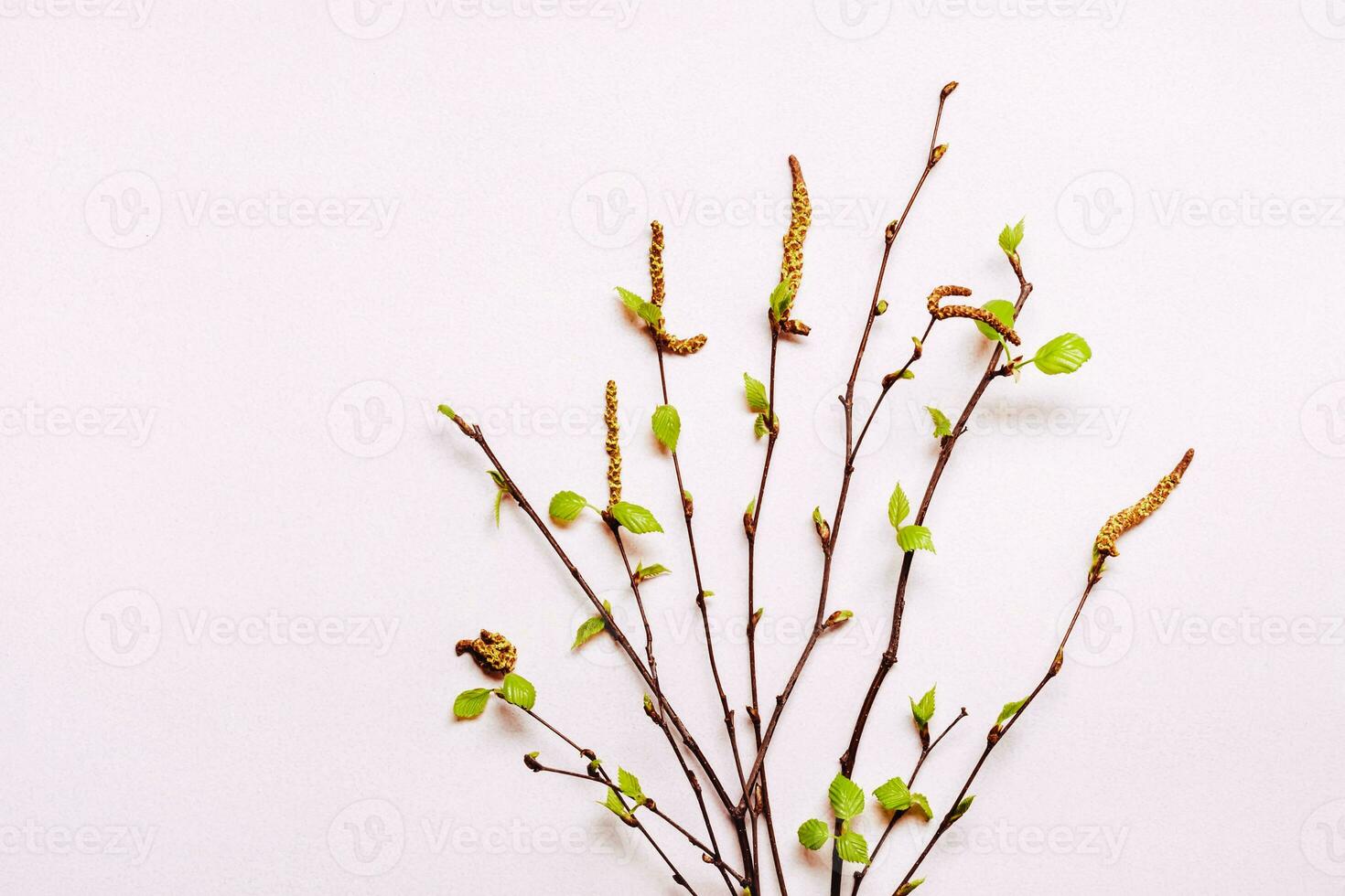 Blooming young twigs on delicate pink background. Spring easter concept photo