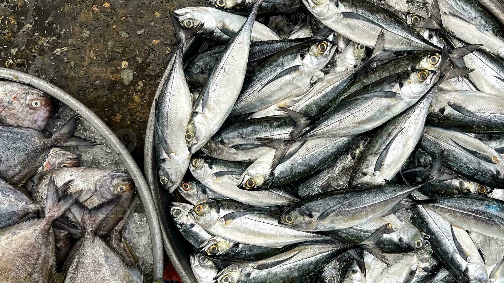 Seafood Market Display, Fresh Catch Showcase photo