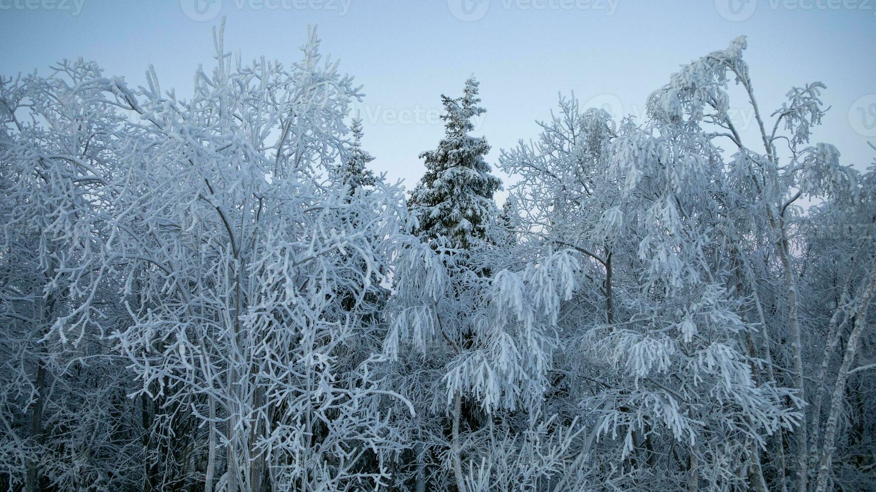 AI generated Winters Calm Serene Snowy Forest Scene photo