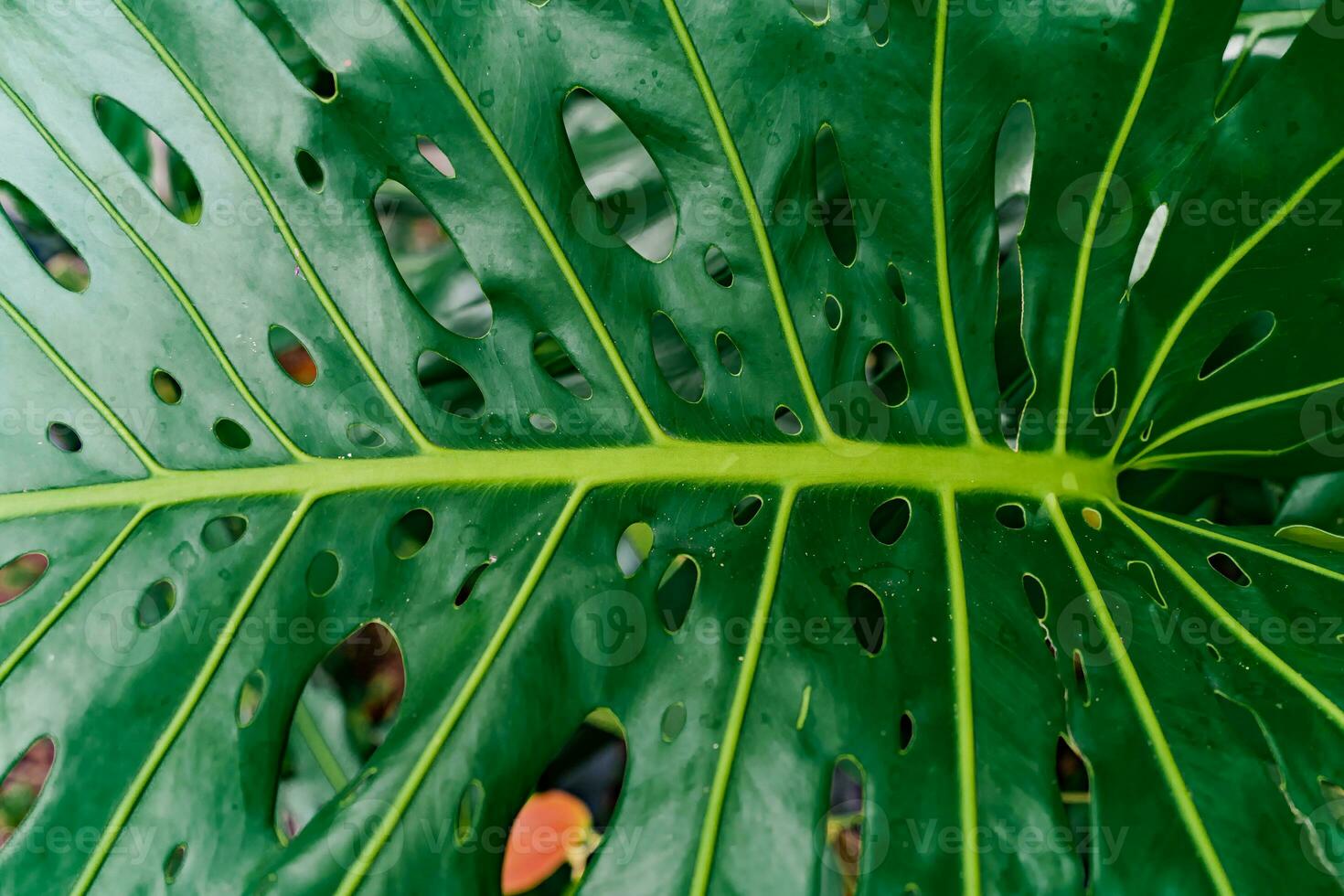 closeup nature view of green leaf and palms background. Flat lay, dark nature concept, tropical leaf photo