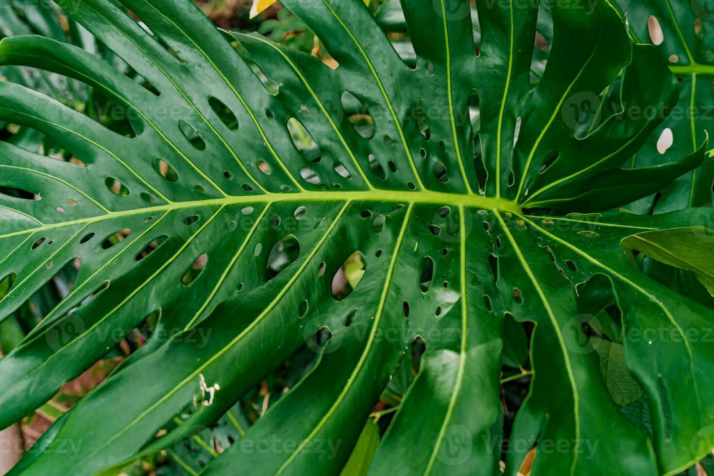 closeup nature view of green leaf and palms background. Flat lay, dark nature concept, tropical leaf photo