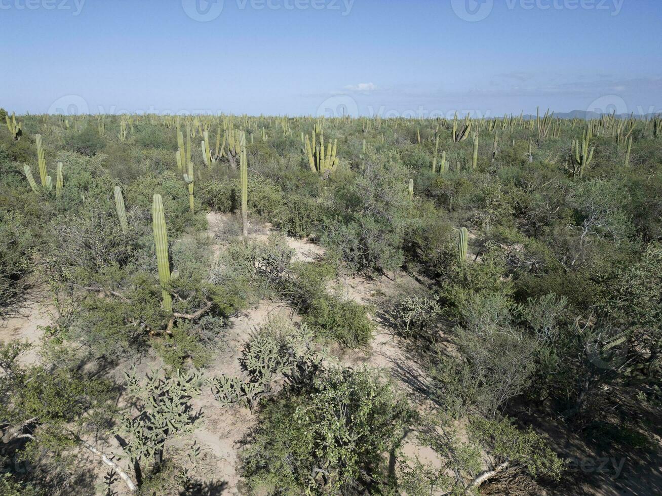 baja california sur mexico aerial view of cactus forest near the sea photo