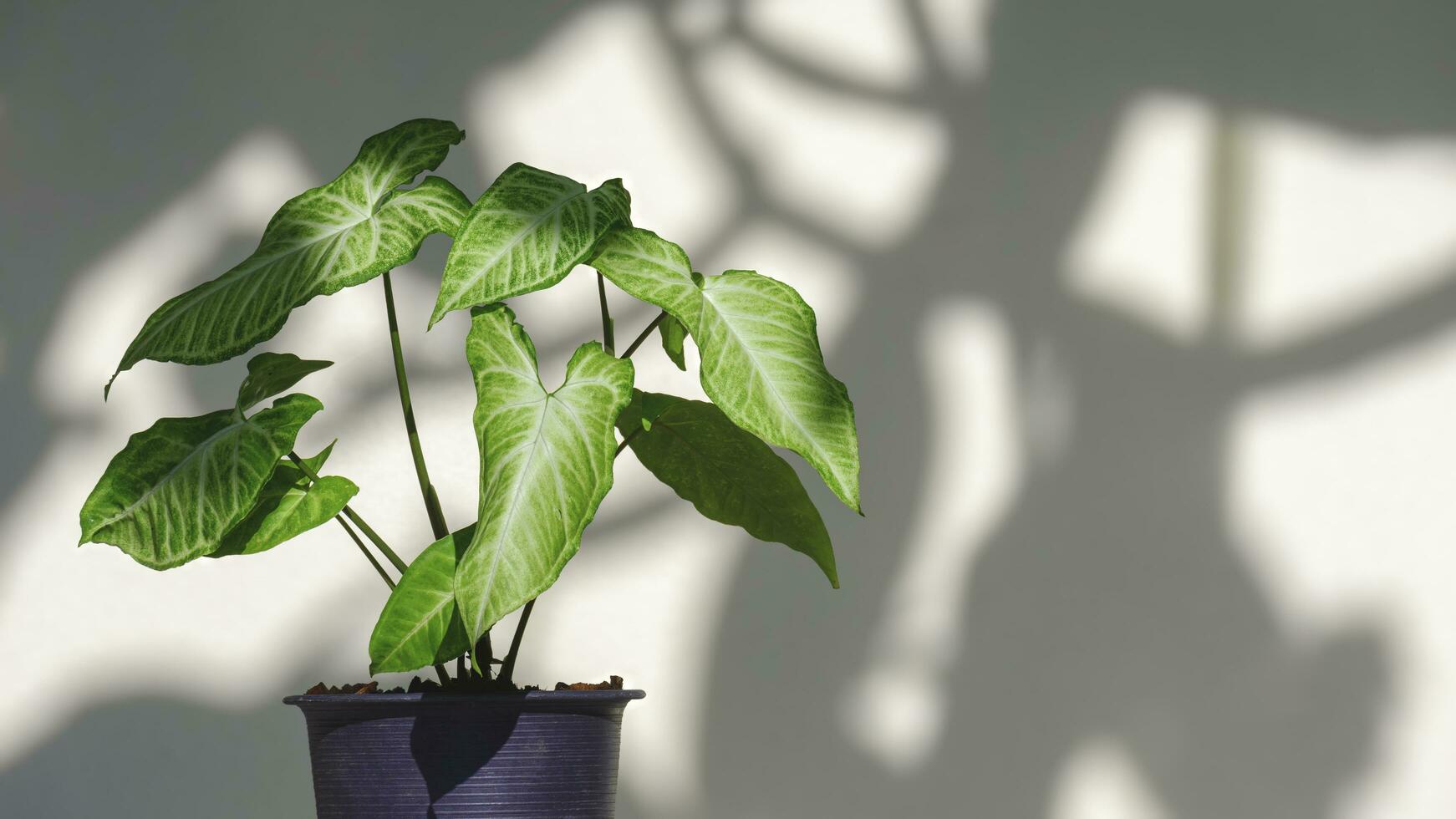 Green Caladium bicolor plant growing in plastic flower pot with sunlight and shadow on white cement wall, foliage ornamental plant background in minimal style photo