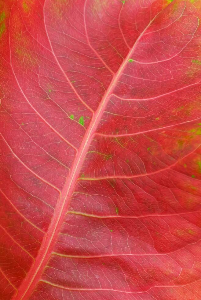 cerca arriba de vistoso rojo otoño hoja textura antecedentes de tropical almendra árbol en vertical marco foto