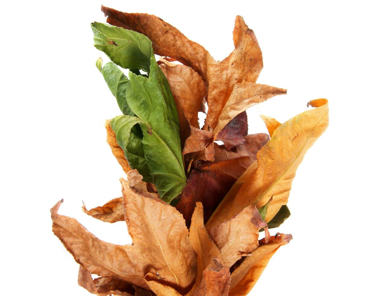 dry leaves on white photo