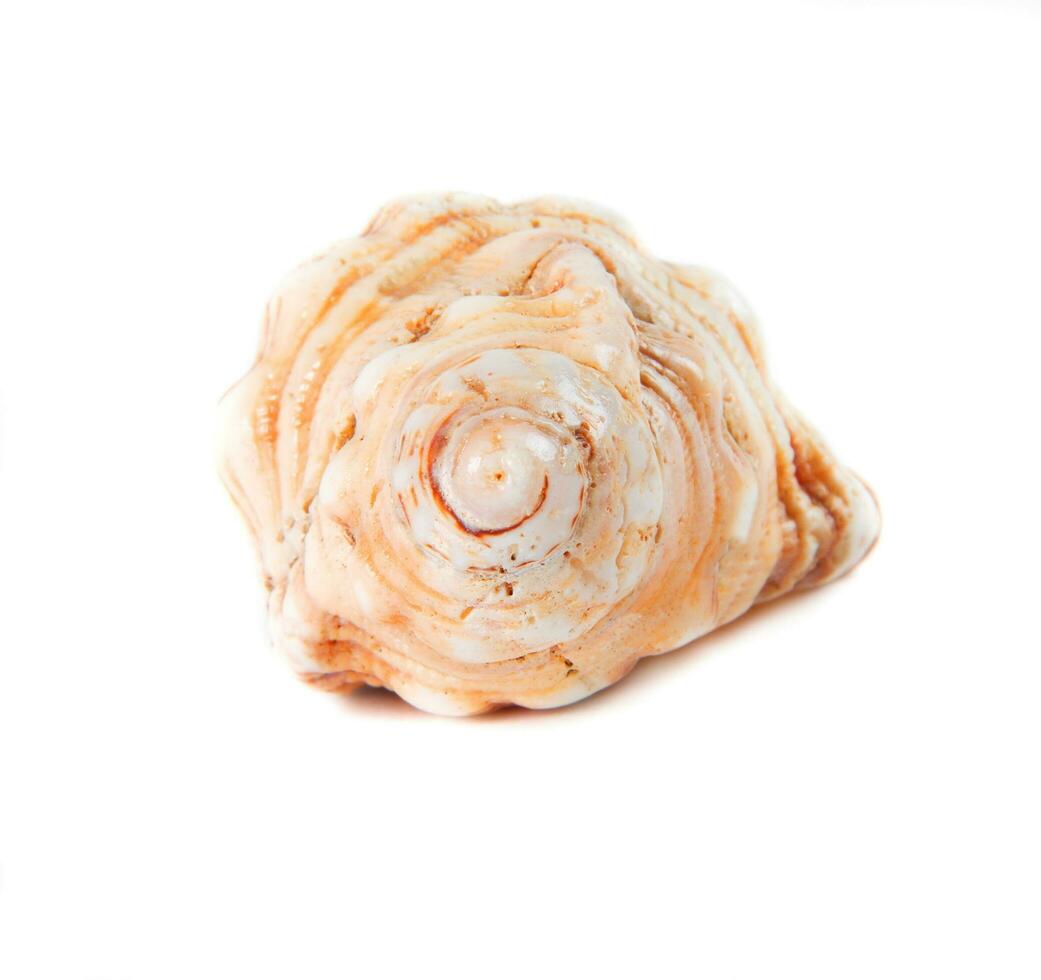 the shell closeup photo