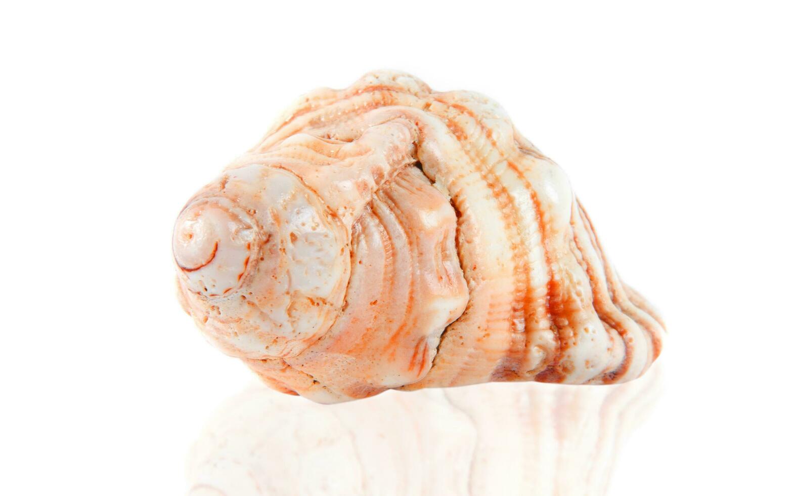 the shell closeup photo