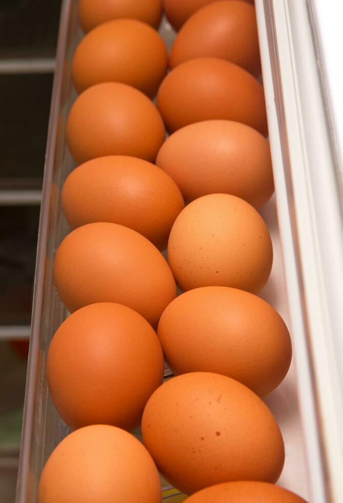 the eggs on fridge photo