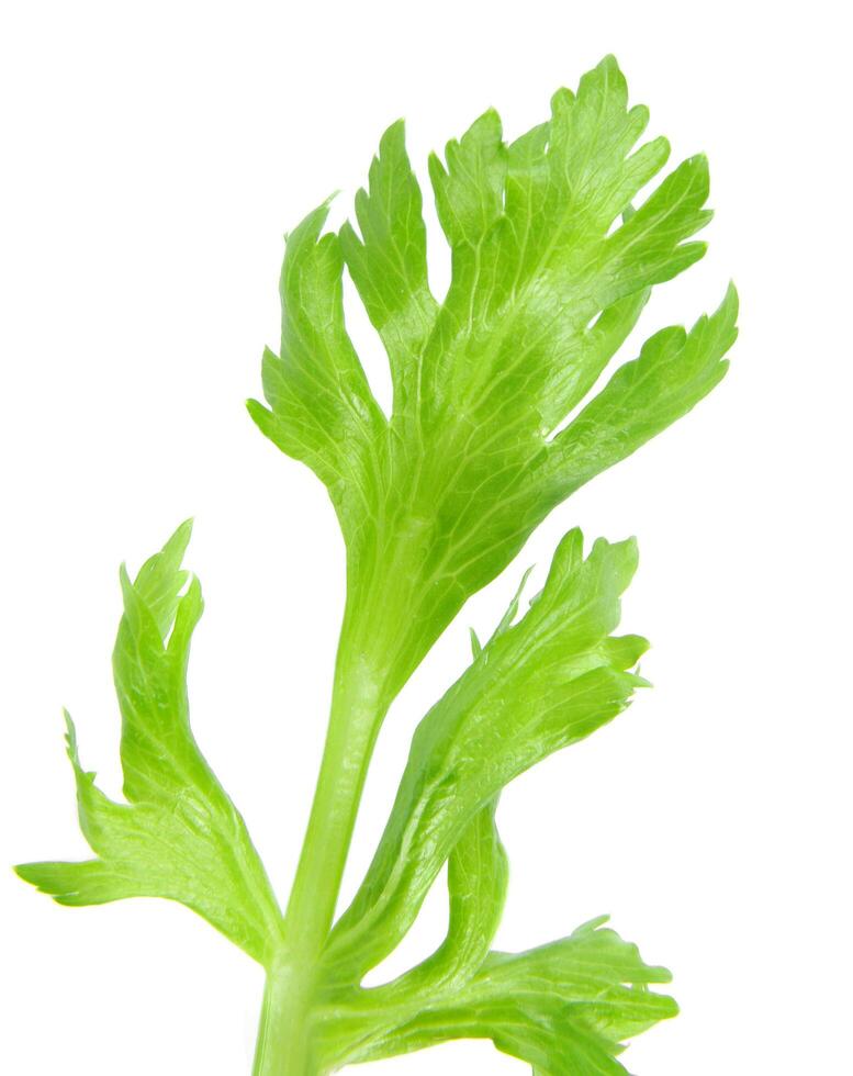 celery on white photo