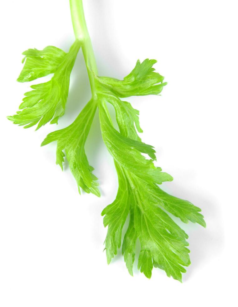 celery on white photo