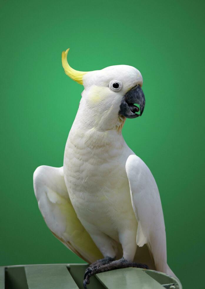 cockatoo closeup portrait photo