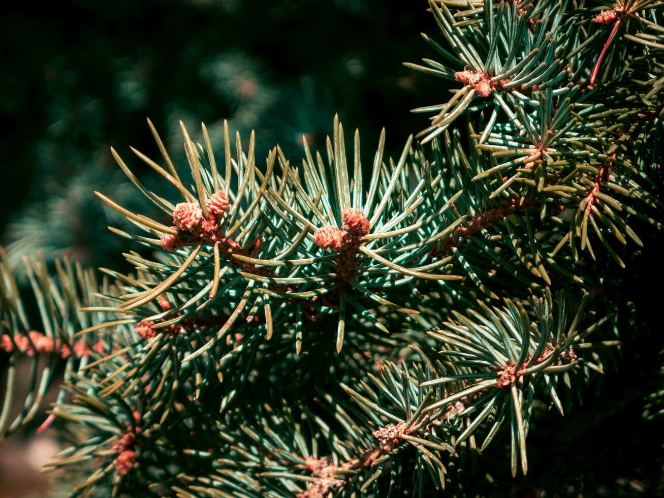 Closeup of the beautiful pine tree photo