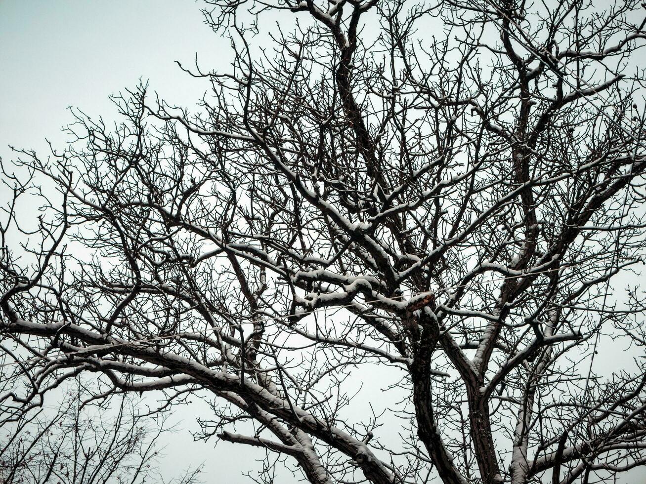 Abstract tree covered with the snow photo