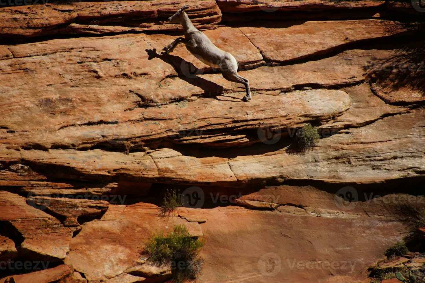 Rocky Mountain sheep   Ovis canadensis climbing photo