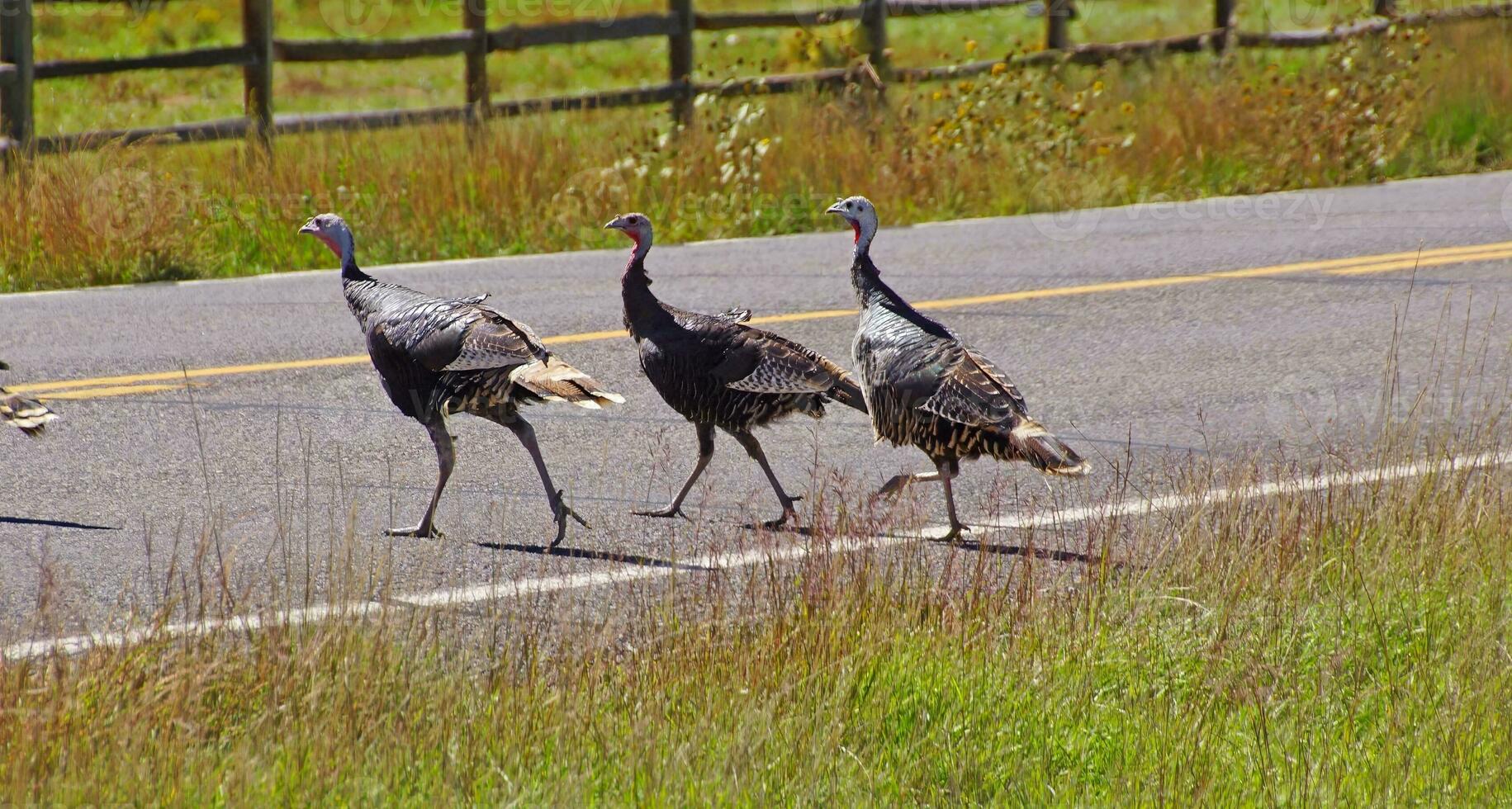 Wild turkeys running across the hghway photo