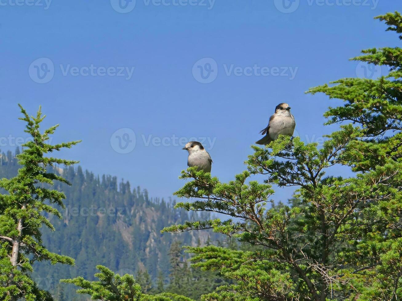 Gray Jay Perisoreus canadensis photo