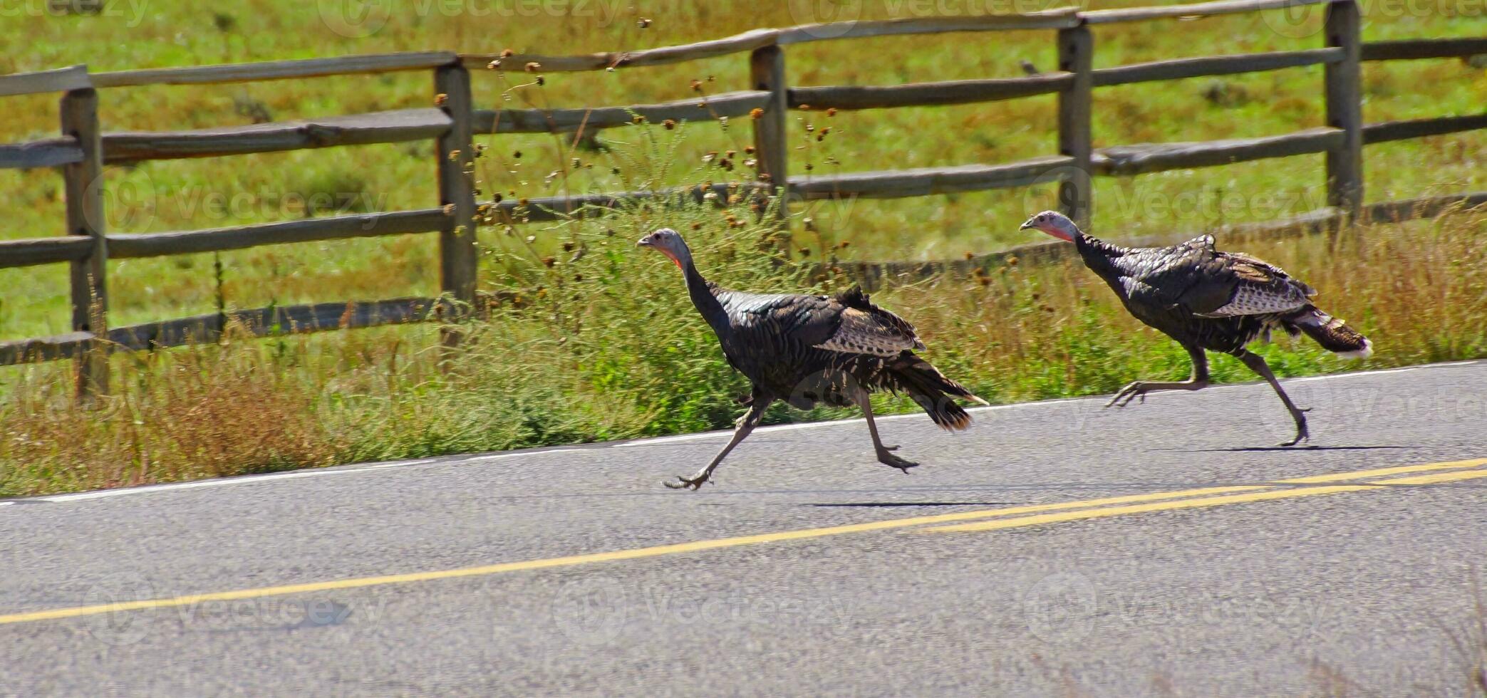 Wild turkeys running across the hghway photo