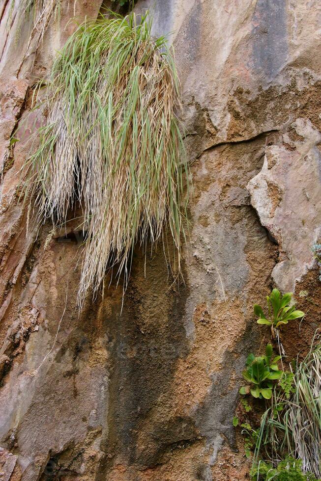 Grass and lichen cling to cliff face photo