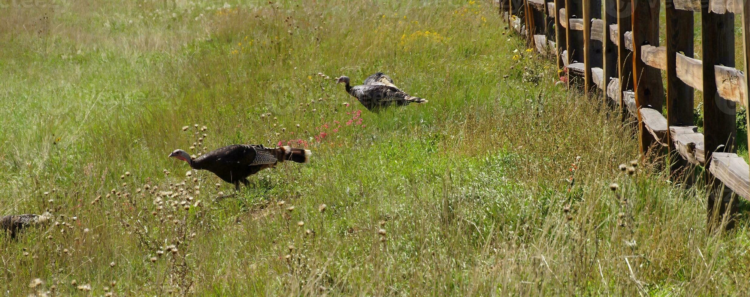 Wild turkeys in prairie grasses photo