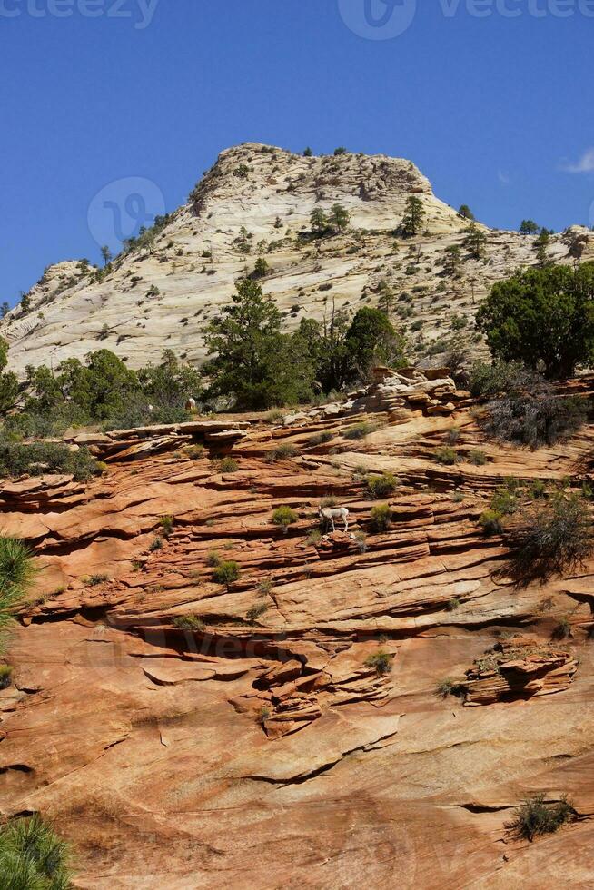 Rocky Mountain sheep   Ovis canadensis climbing photo