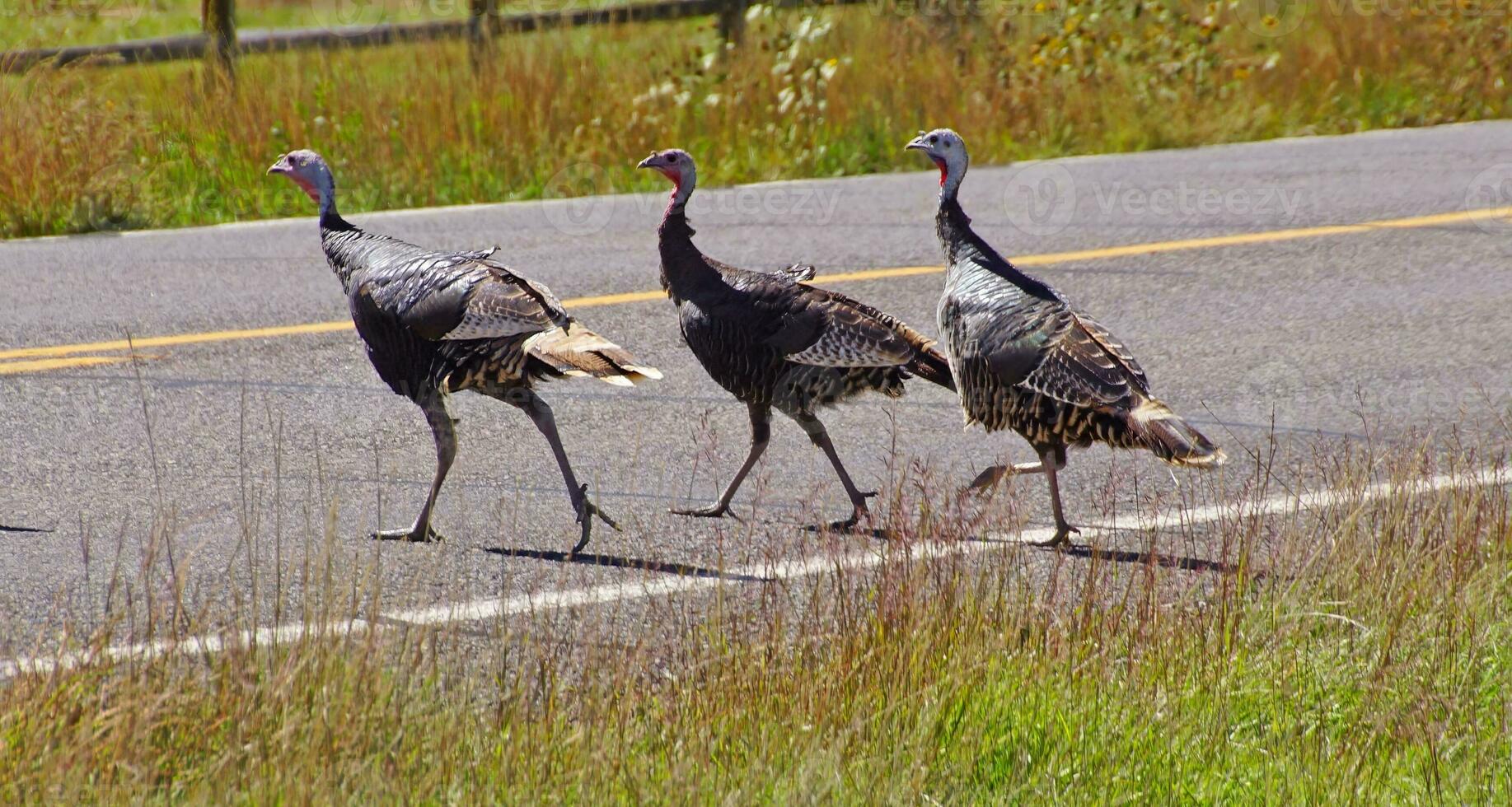 Wild turkeys running across the hghway photo