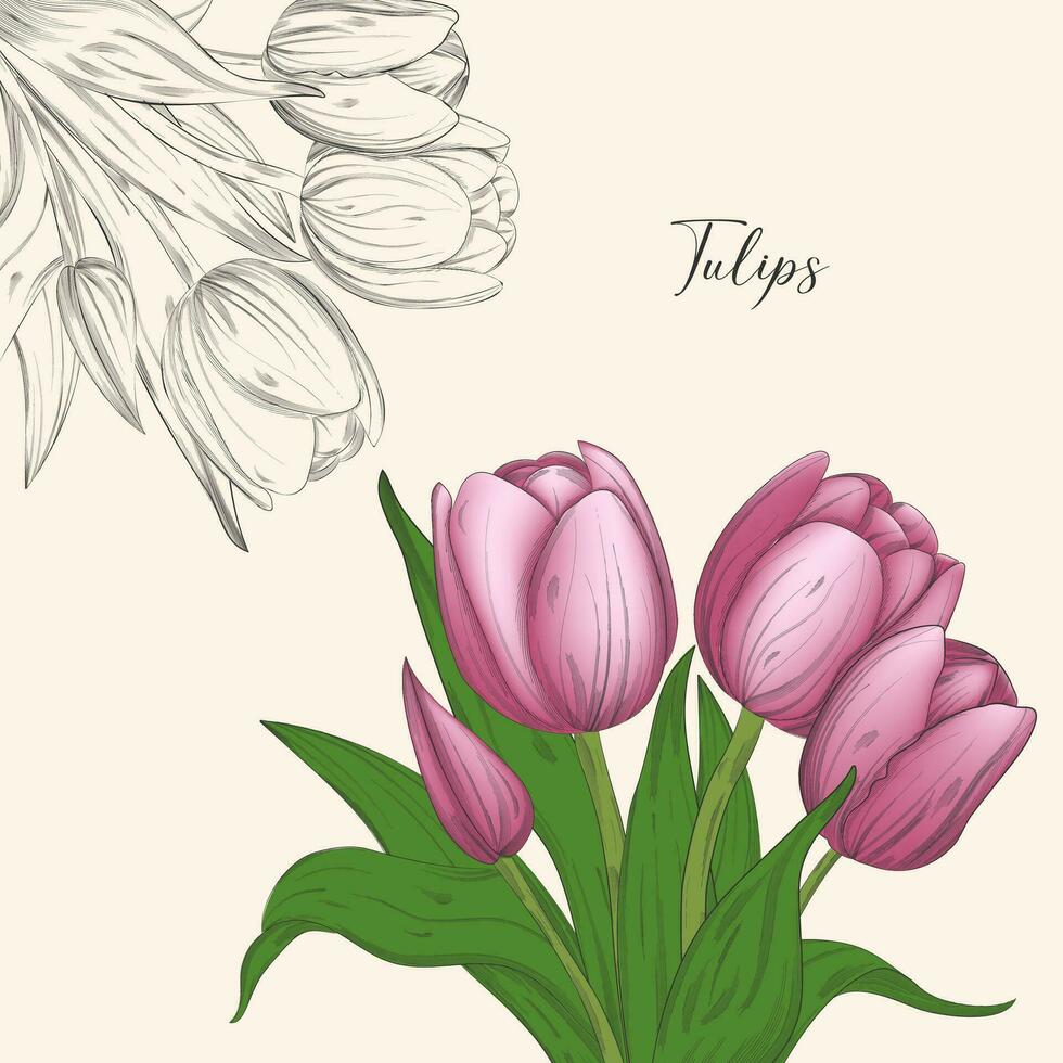 Tulip pink flowers bouquet, hand drawn sketch vector illustration isolated on white background. Decorative tulip element for spring and summer design and wedding card.