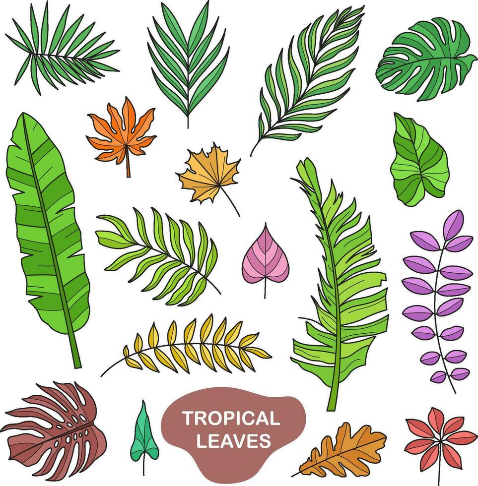 garabatear ilustraciones tropical hojas vistoso vector