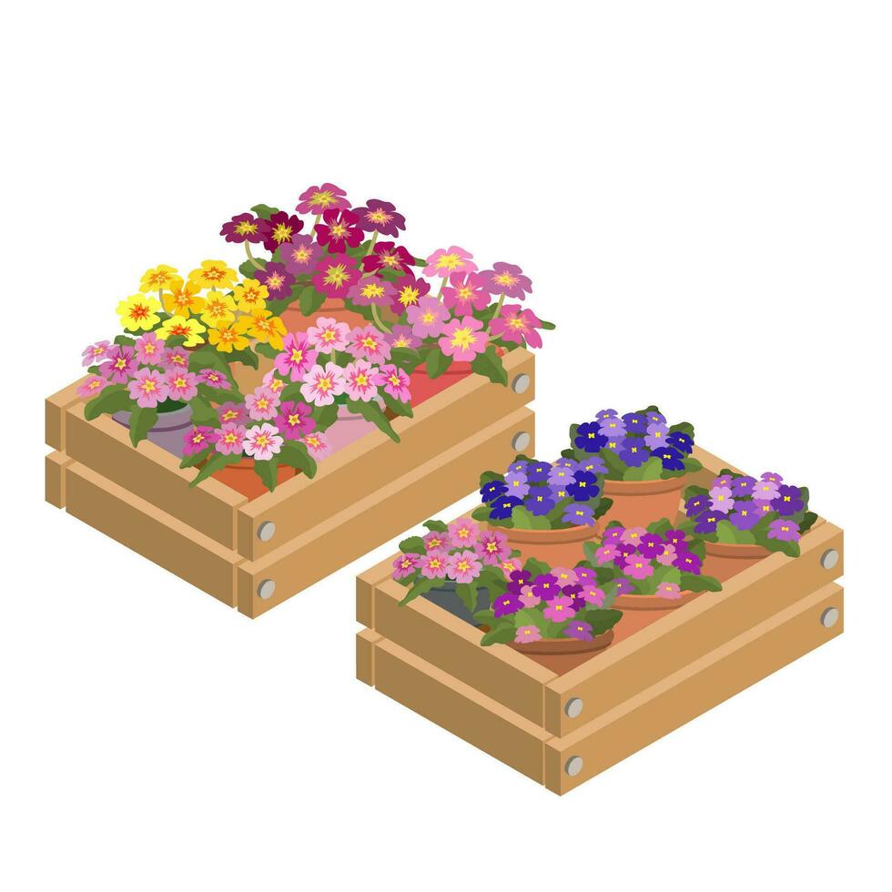 Houseplants in a decorative box. A set of Violets and Primroses in containers. Violets and Primroses in box icon. Home plants are isolated on a white background. 3D Isometric vector illustration.