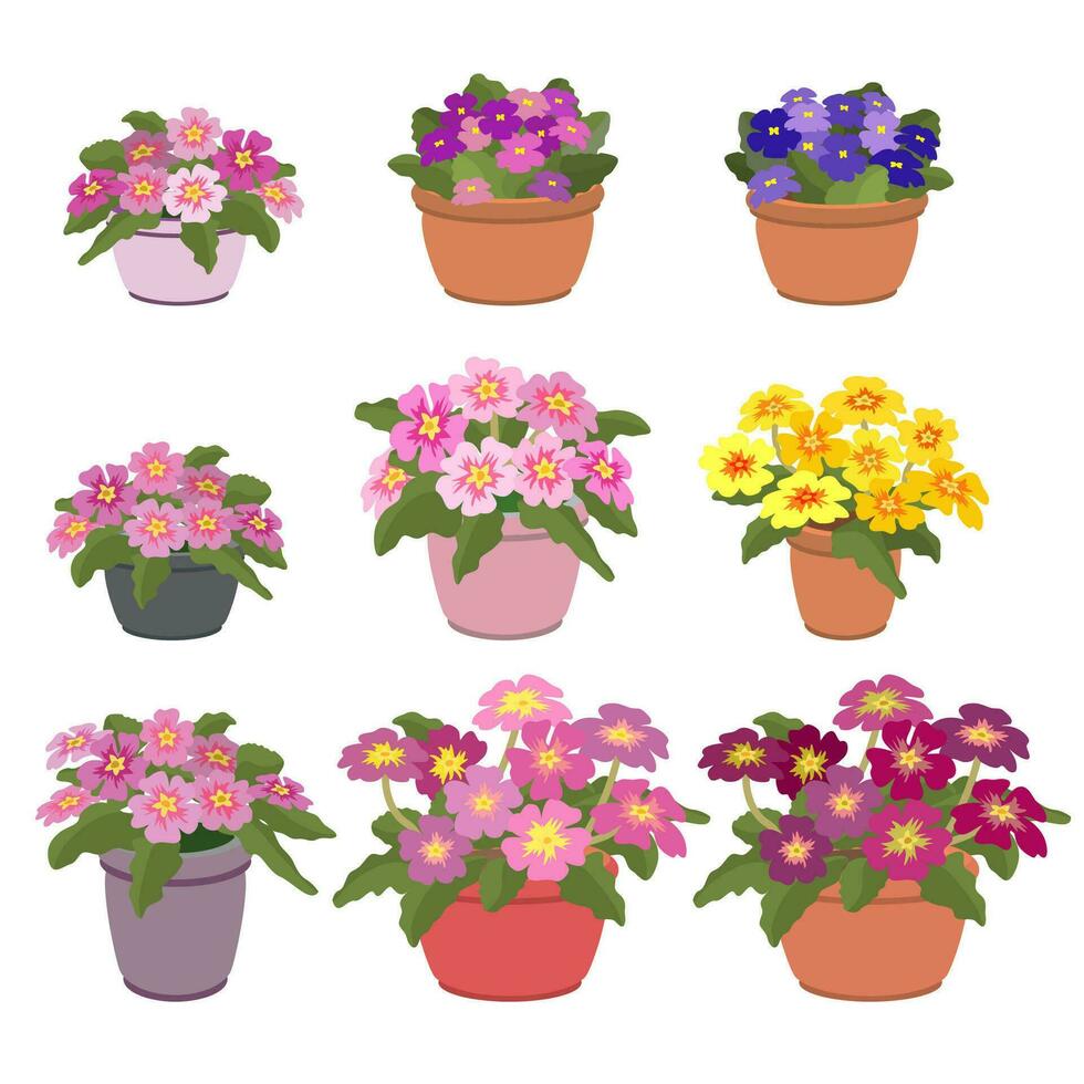 macetas con violetas y prímulas isométrica hogar plantas. vector ilustración.