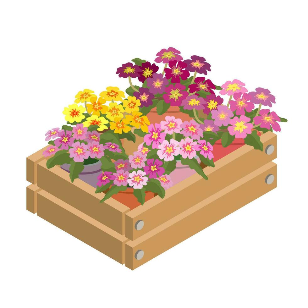 Primrose in a decorative box. Isometric home plants. Vector illustration.