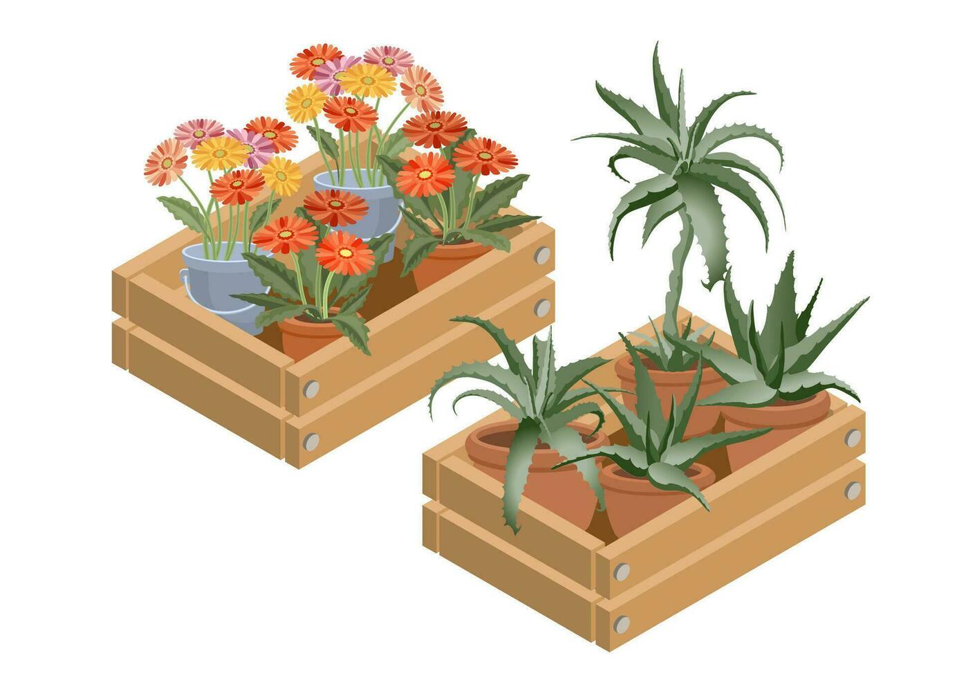 Houseplants in a decorative box. Aloe, Gerbera.  Isometric vector illustration.