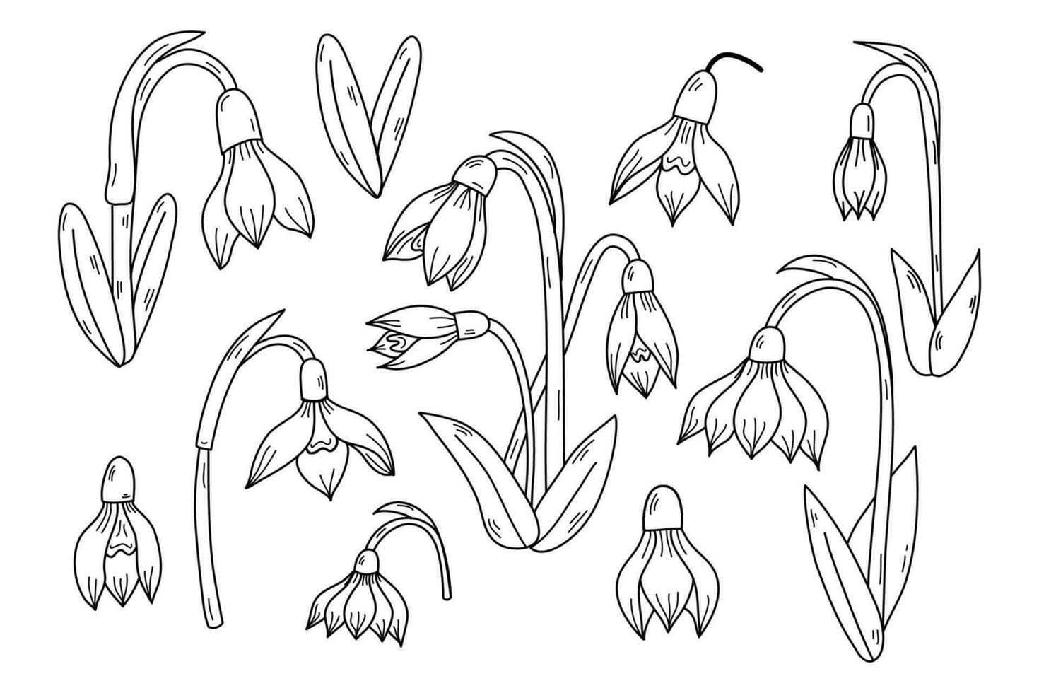 Spring time flowers collection. Clipart set of snowdrop, January Birth month flower line art illustrations set. vector