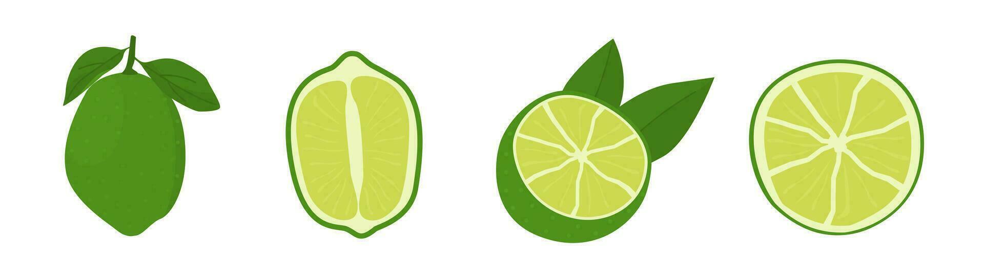 Vector flat style set of lime. Whole key lime, sliced, cutted in half and citrus wedges. Composition of fruit slices. Delicious juicy citron for cocktails.