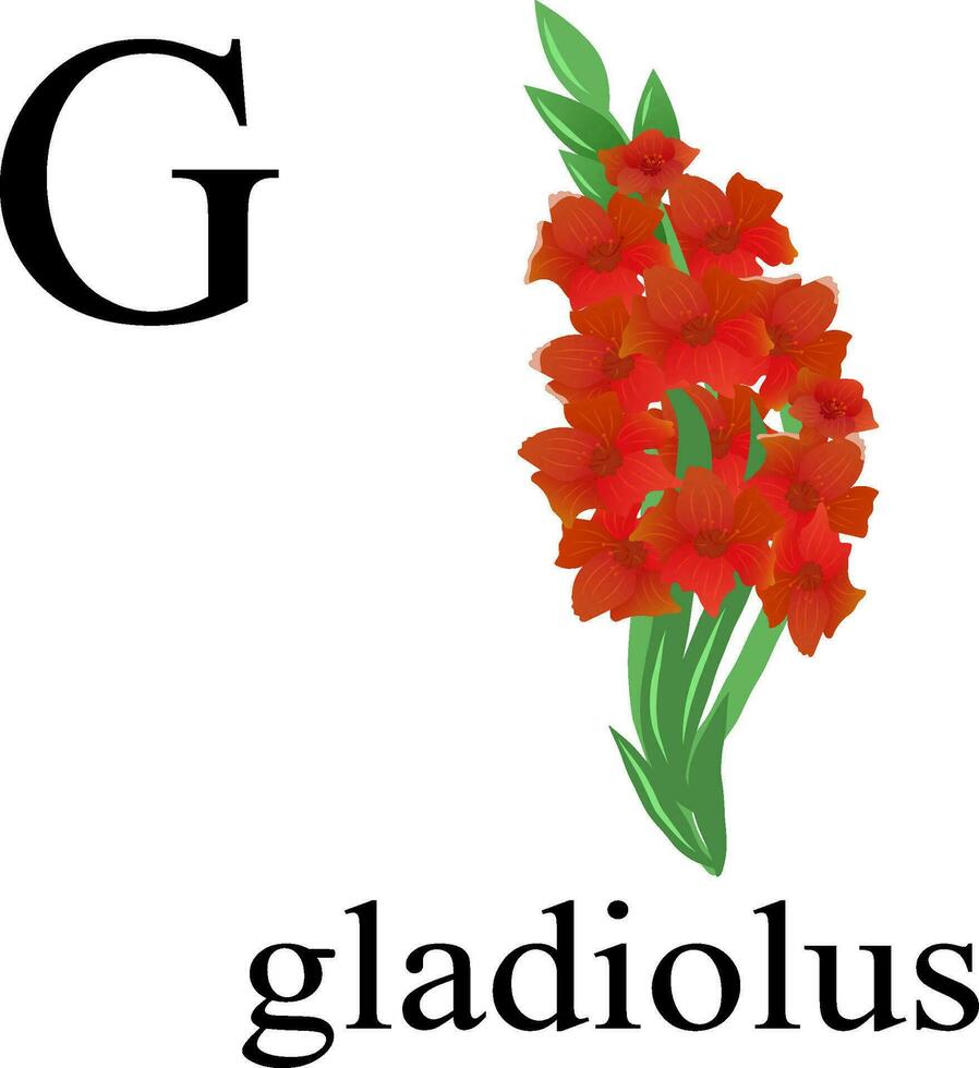 Illustration of the letter G in the plant alphabet. Gladiolus. vector