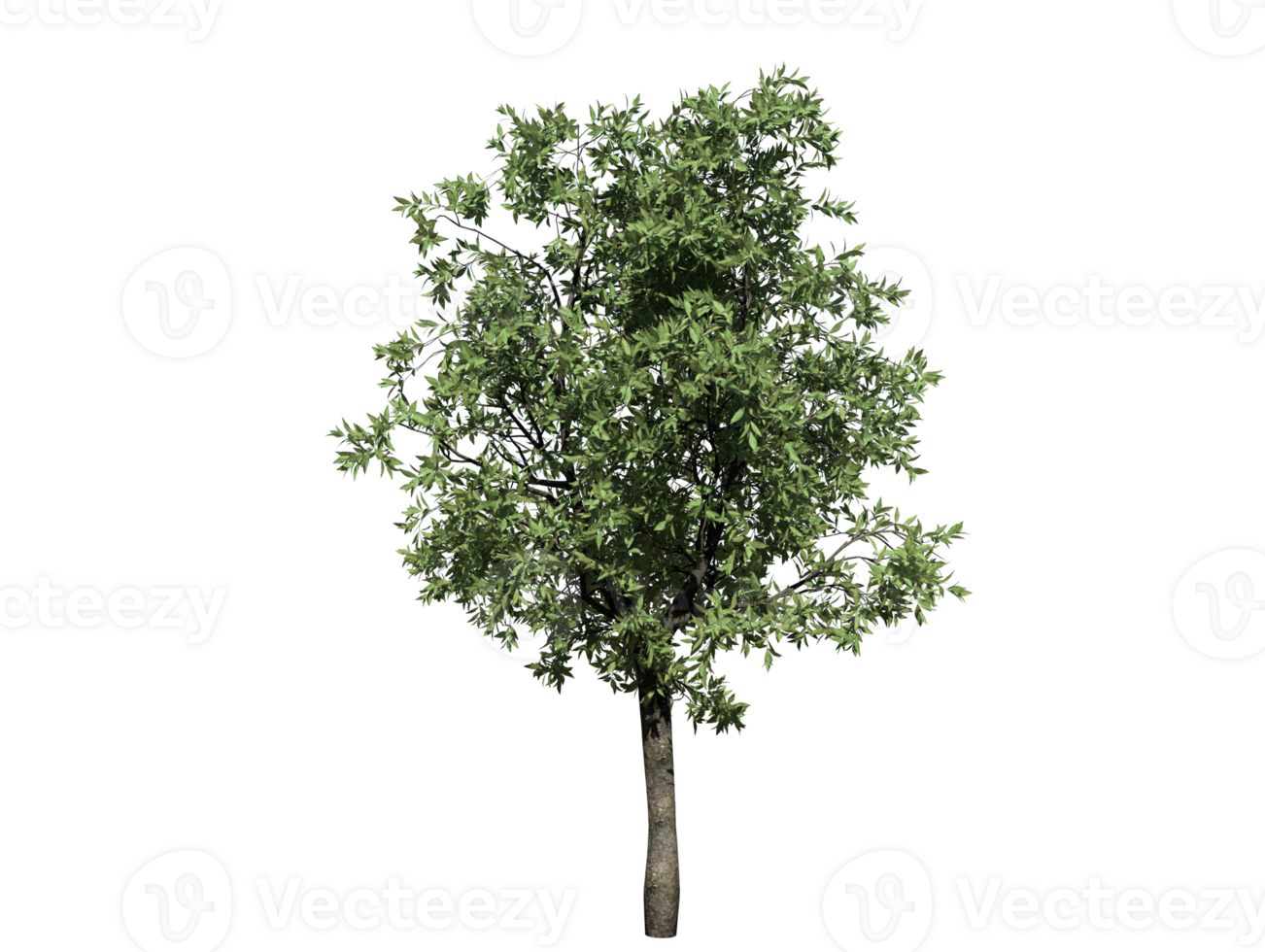 Orange tree high transparent image 36353770 PNG