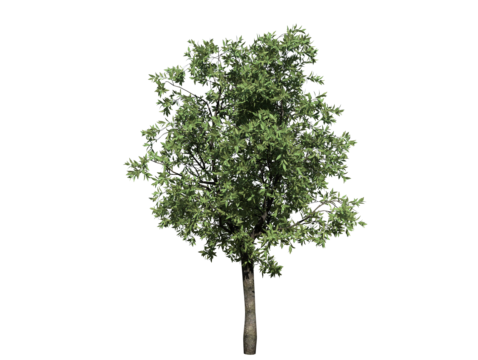 Orange tree high transparent image 36353770 PNG
